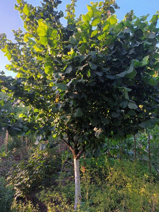 Pomi Fructiferi deosebiti  alun tonda gentille