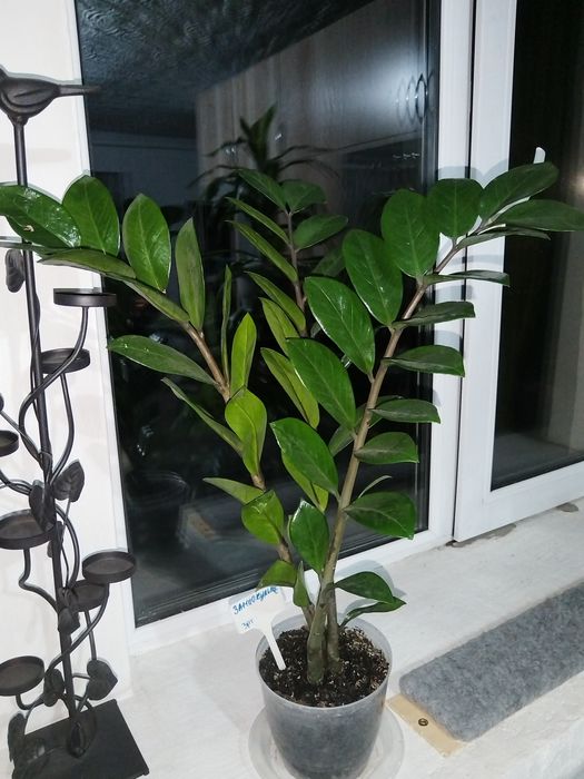 Растения комнатные