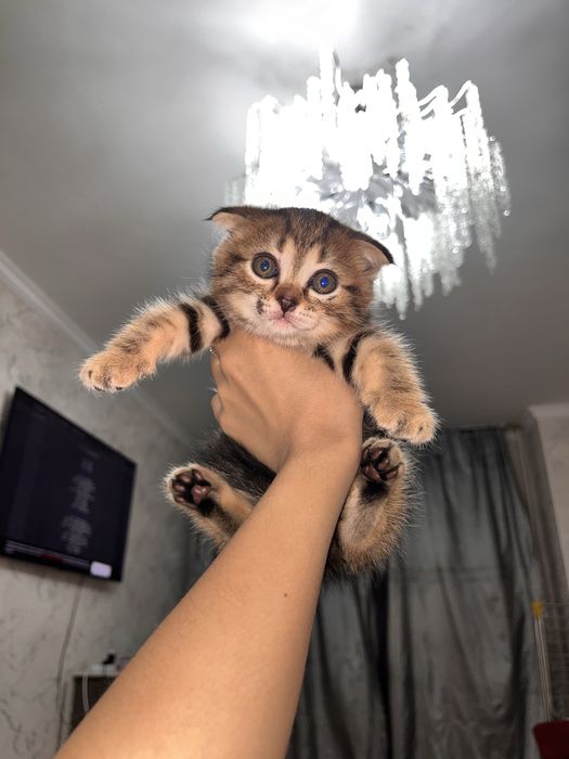 котята котята котята