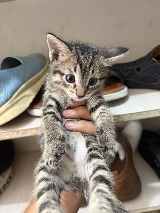 Котята 1 меесяц