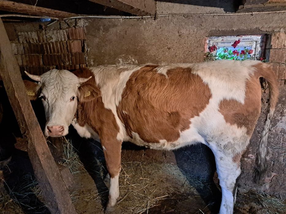 Vand juninca gestantă