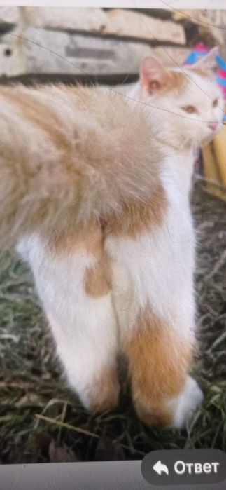 Отдам кота в добрые руки
