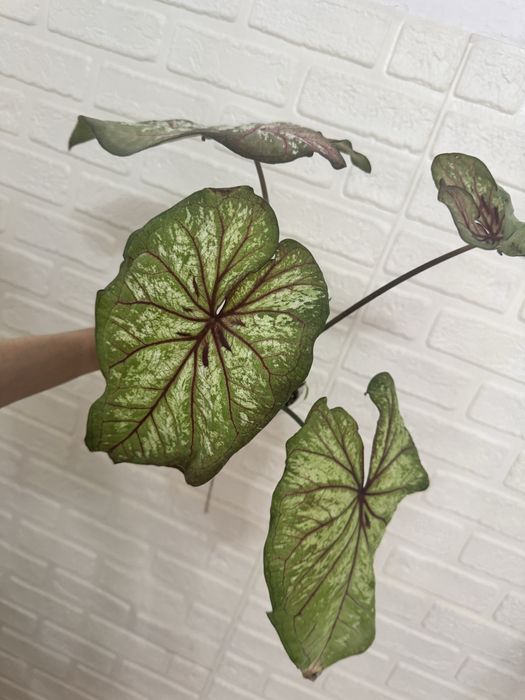 Каладиум scarlet flaim