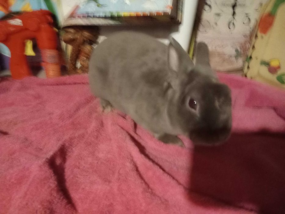 Iepuras REX Pitic Iepure de Companie