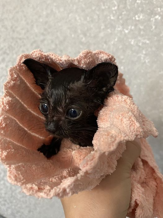 Ищет дом котенок