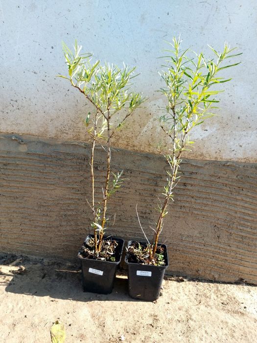 Облепиха в саксия