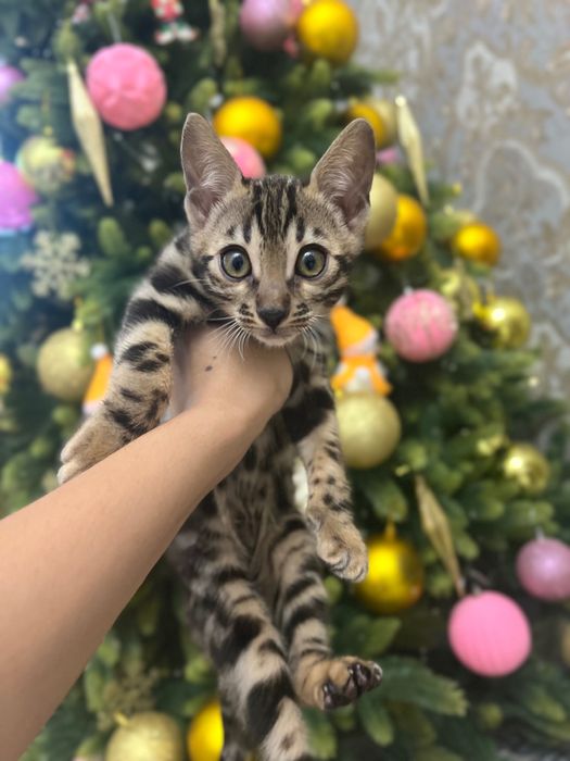 Котенок бенгальской породы