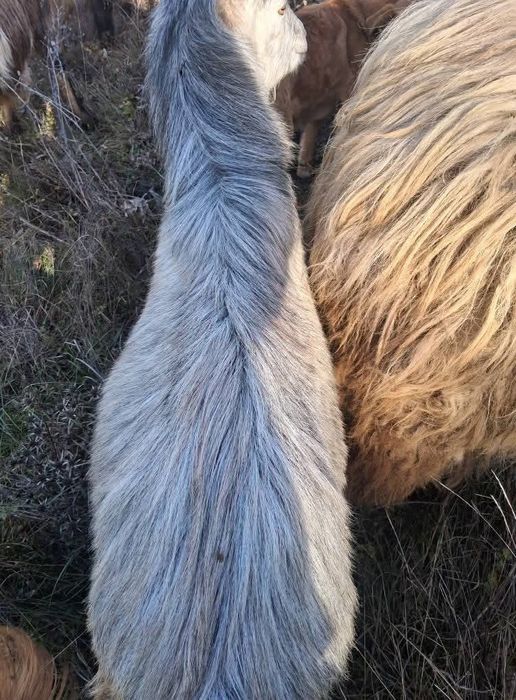 Tapi de vanzare de 2 ani si de 1 an