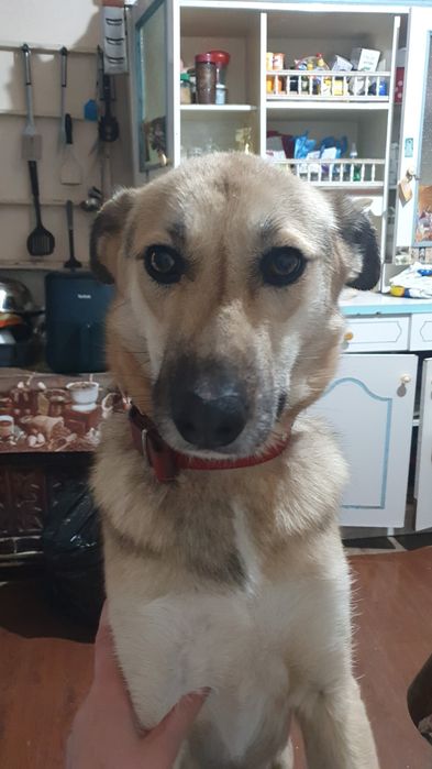 Donez catelusa metis