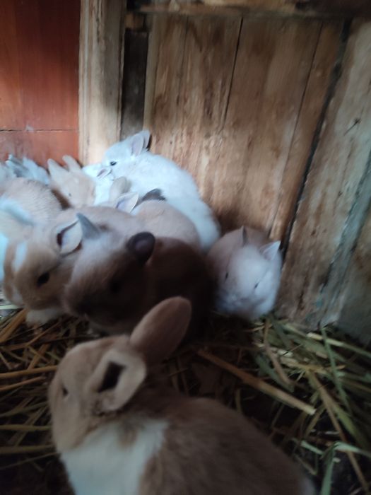 Кролики декларативныи