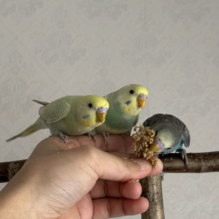 Ручные волнистые попугаи