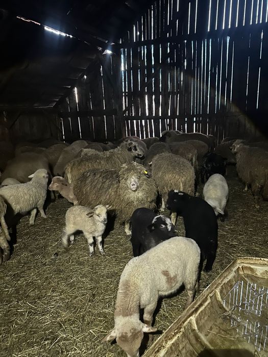 Vând 50 de oi ! Detalii la Nr de telefon !