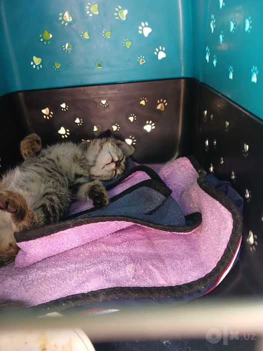 Подарю котенка ласковая умненькая игривая