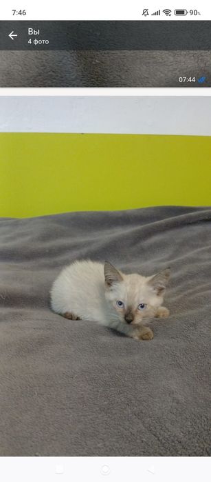 Отдам котят в хорошие руки