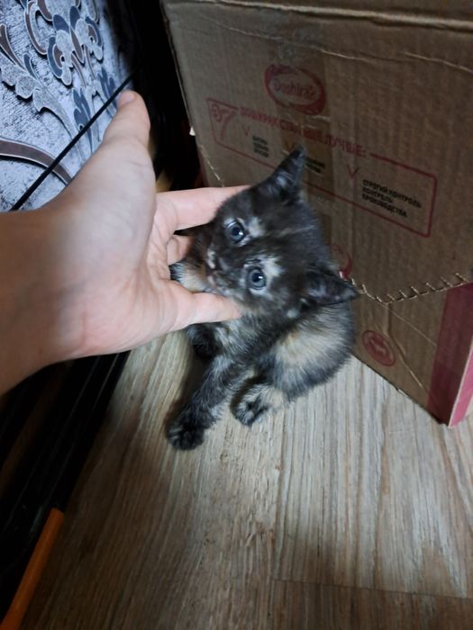 Срочно отдам котят!!! 2 мальчика 2 девочки