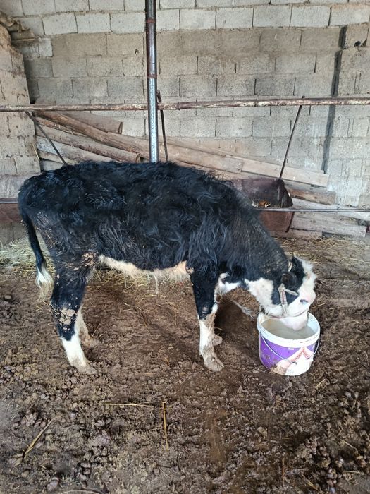 Еркек бузау сатылады