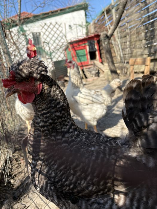 Ouă pentru incubat – rasă mixtă Moravia x Brahma, foarte productive