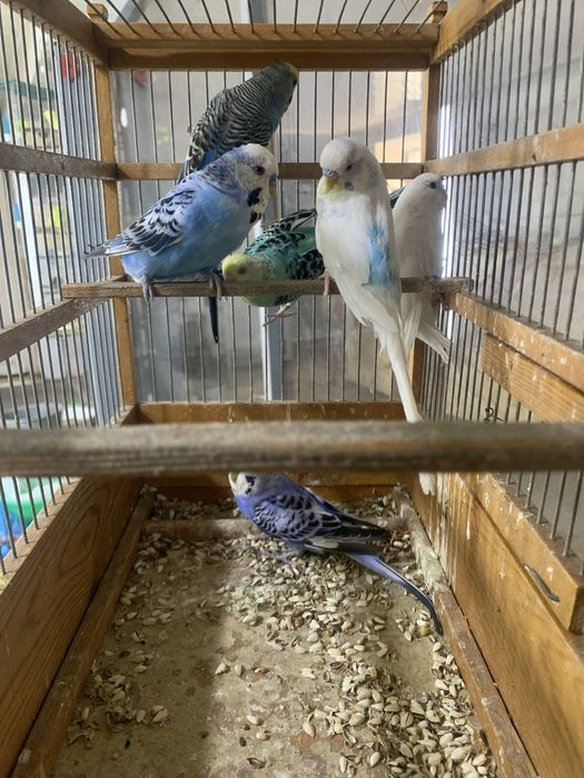 Valnisti totila sotlad pari 250 min