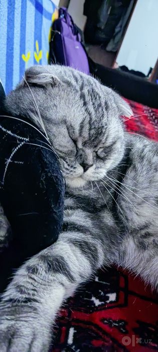 На вязку котик. Qo'shtirishga qiz mushu b/n Сотилмиди!