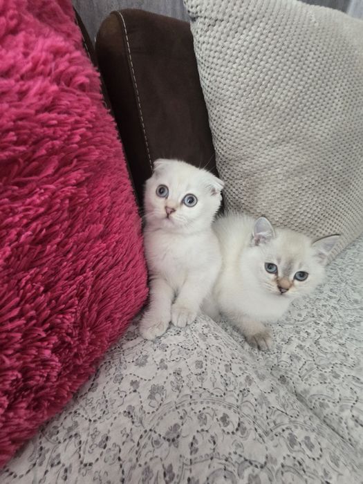 Британски котенца