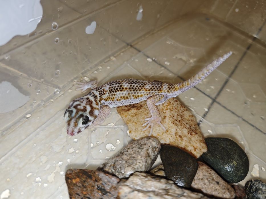 Геккон сцинковый с контейнером