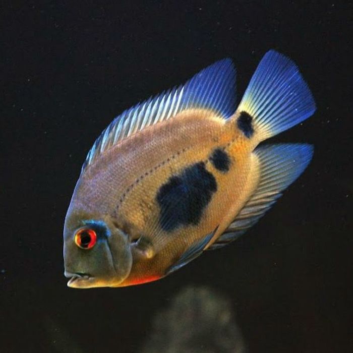 Продам  - уару  ( 8см )