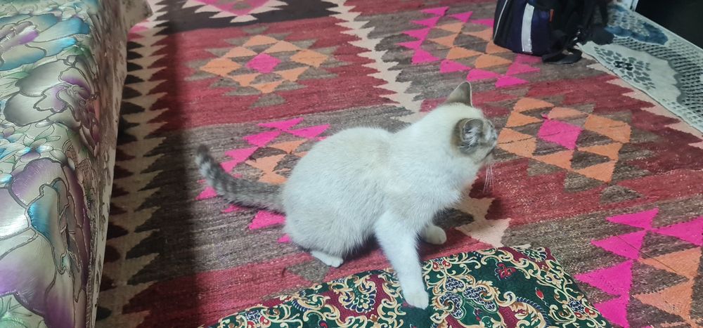 Скоттиш страйт колор пойнт