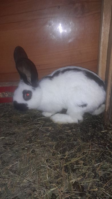 Femele fluture german