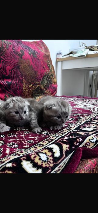 Котята шатланские 1.2 мес цена