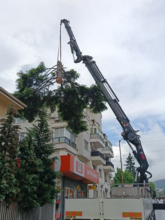 Рязане и катерене на дървета