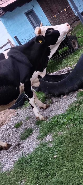 Vând Junincă, gestanta in 4 luni, a doua fatare