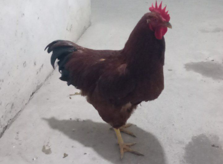 Xanxyap xo'roz sog'lom