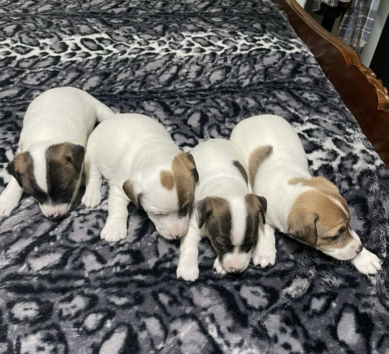 Щенята Джек Рассел терьера