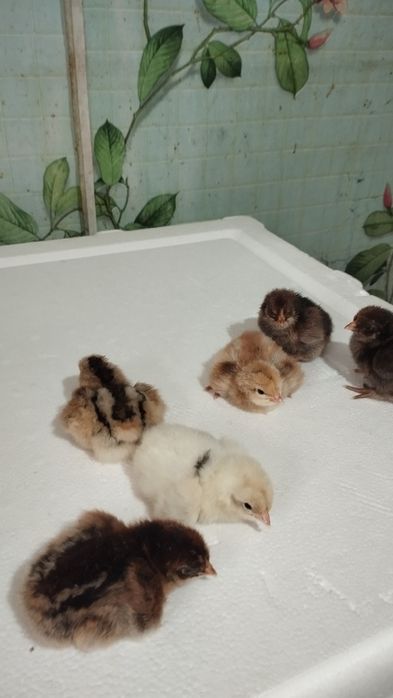 в продаже цыплята