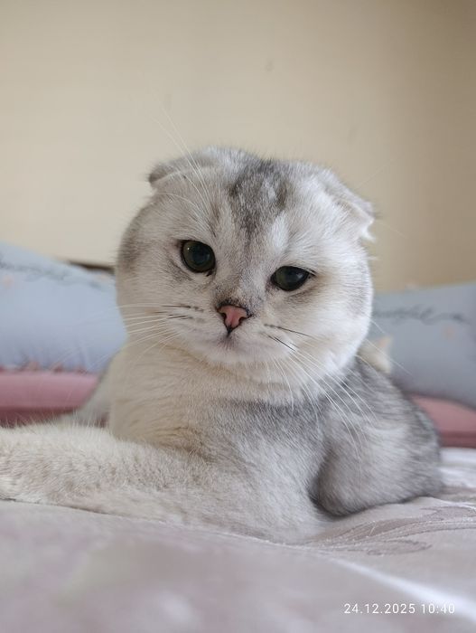 Vyazkaga (juftlash uchun) zotli mushuk