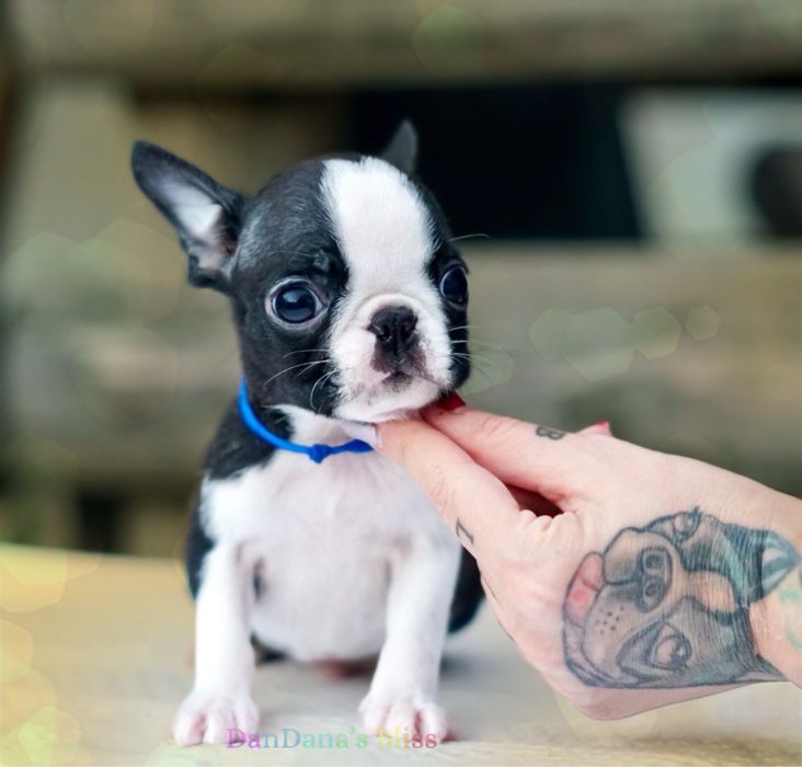 Boston terrier cu pedigree - baietel
