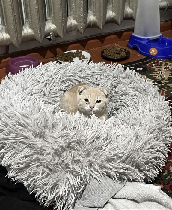 Продается кошечка вислоушка