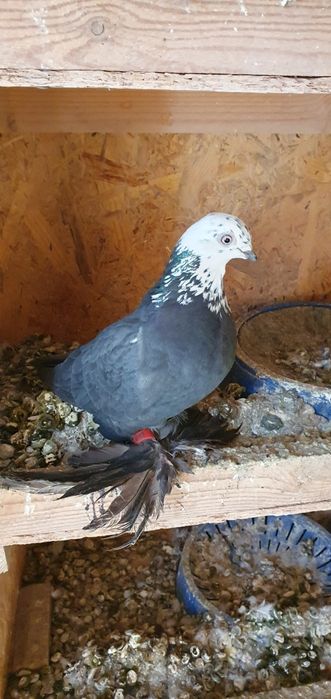 Голуби бойные разных мастей