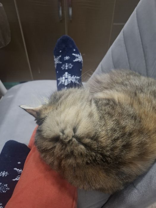 Отдам  бесплатно кошку