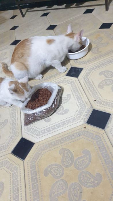 Продается котенок домашный