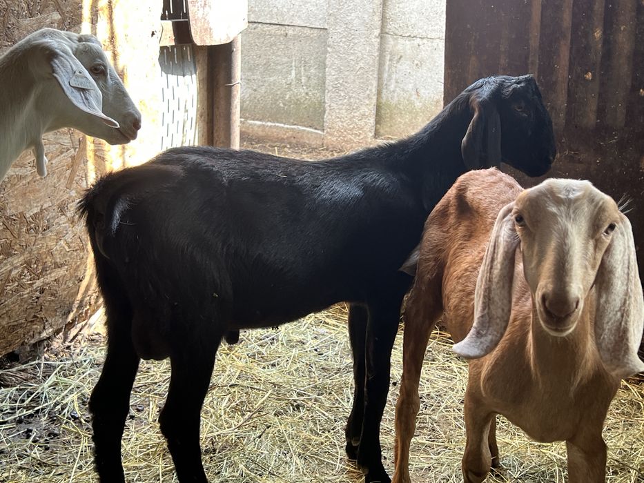 Pereche tap si iada anglonubian