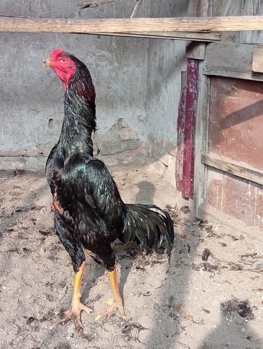 Тухум сотилади.. жожалар бор.