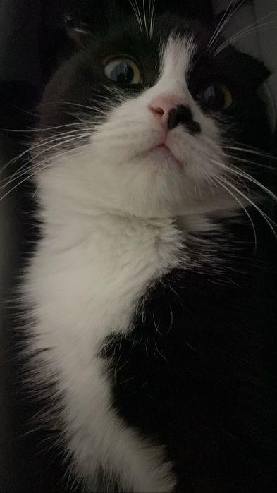 Котенок веслоухий