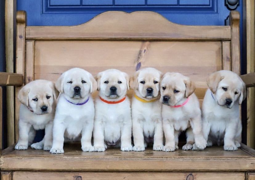 Щенята Лабрадора Ретривера!