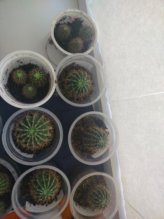 Продам кактусы маленькие
