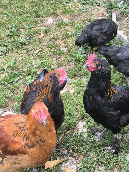 Cocoși  de vânzare