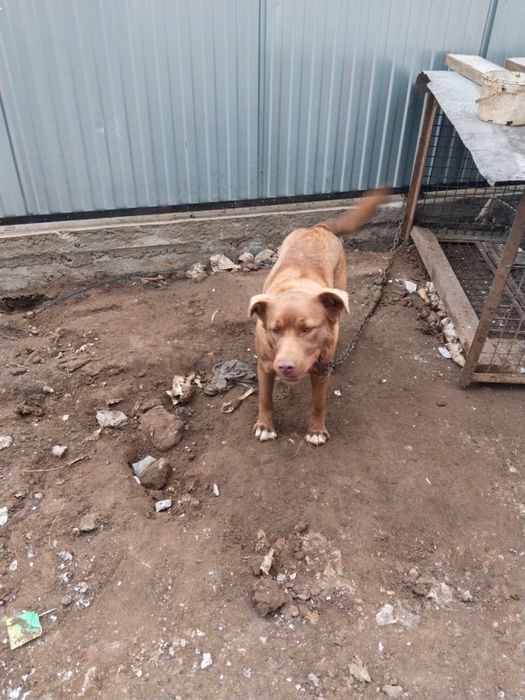 Лабрадор продам