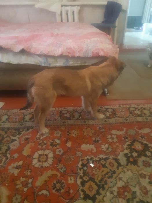 Найдена собака девочка.