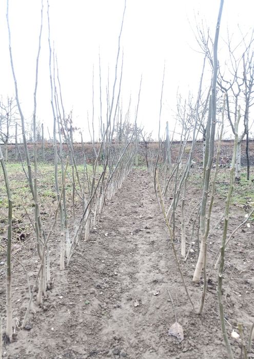 Puieți de Nuc între 150-180cm