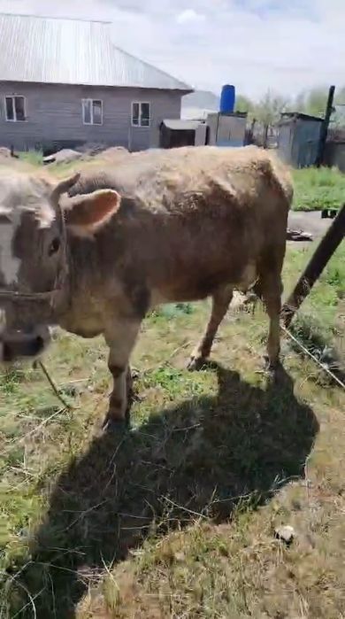 Бызаулы Сыйыр сүтті